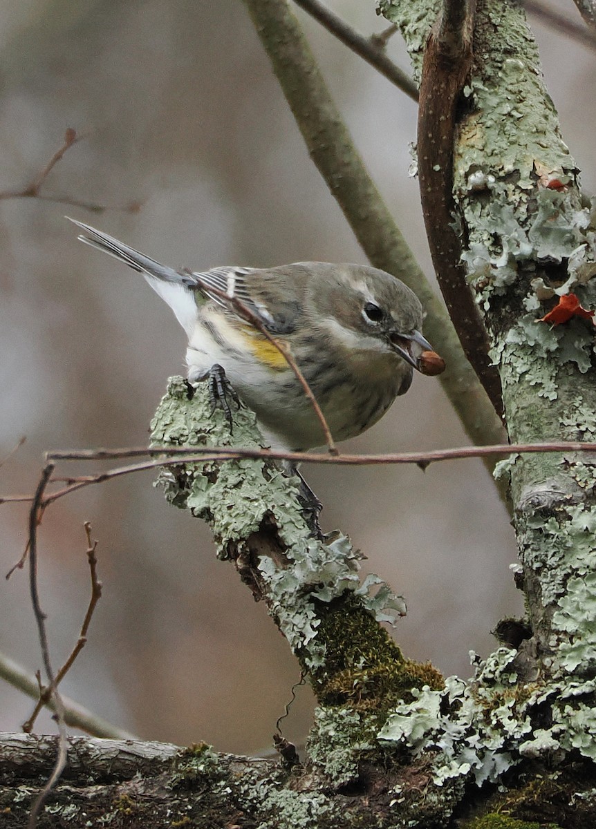 lesňáček žlutoskvrnný (ssp. coronata) - ML644826518