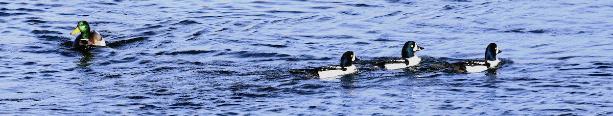 Murgilari islandiarra - ML644826524