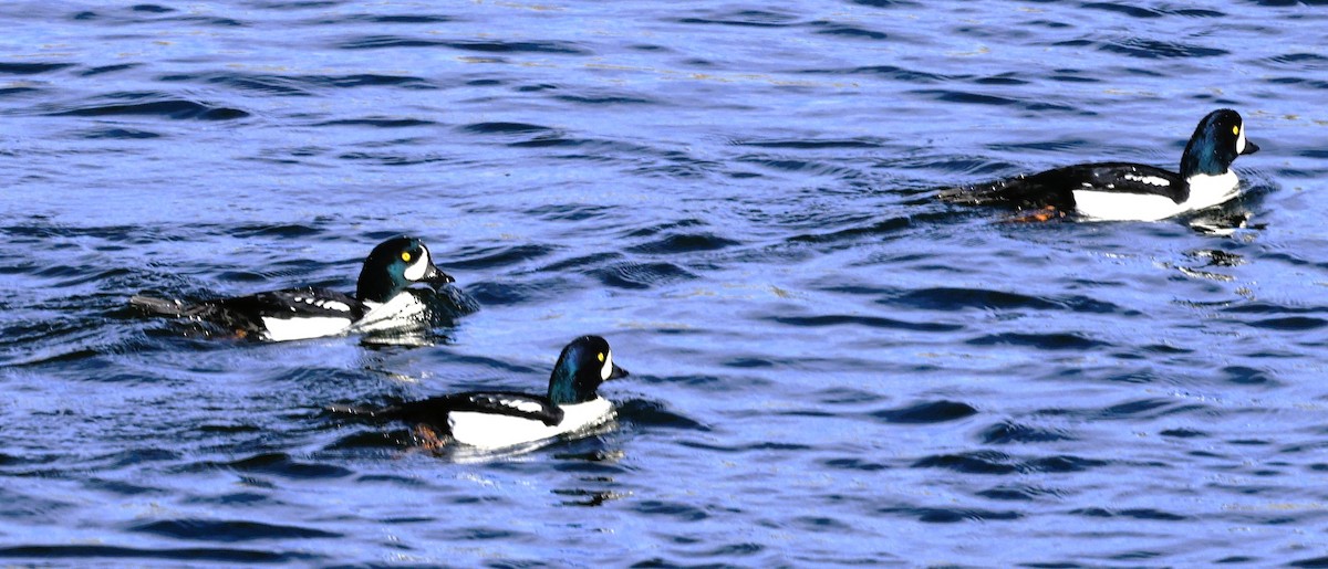 Murgilari islandiarra - ML644826525