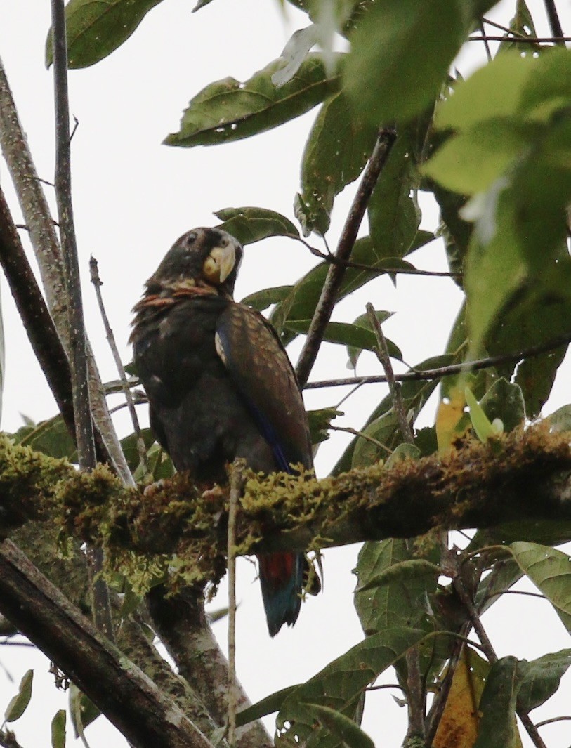 Bronze-winged Parrot - ML644826527