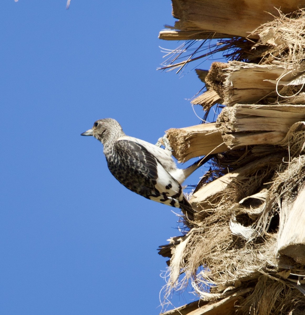 Red-headed Woodpecker - ML644826529