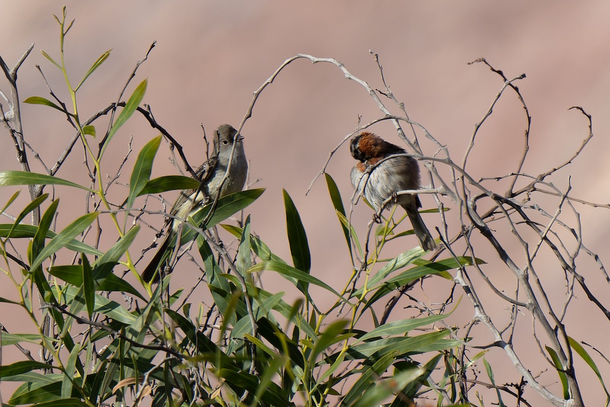 Large Elaenia - ML644826534