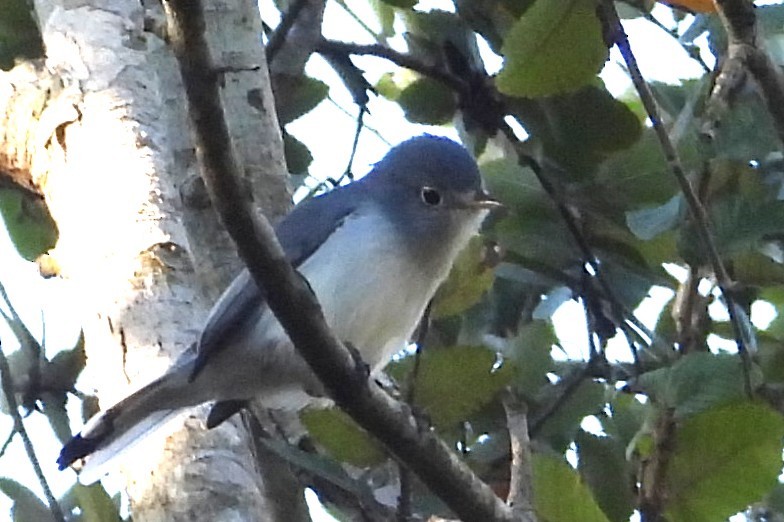 Blue-gray Gnatcatcher - ML644826536