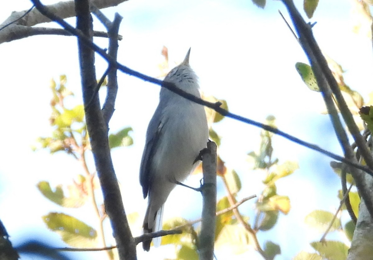 Blue-gray Gnatcatcher - ML644826537