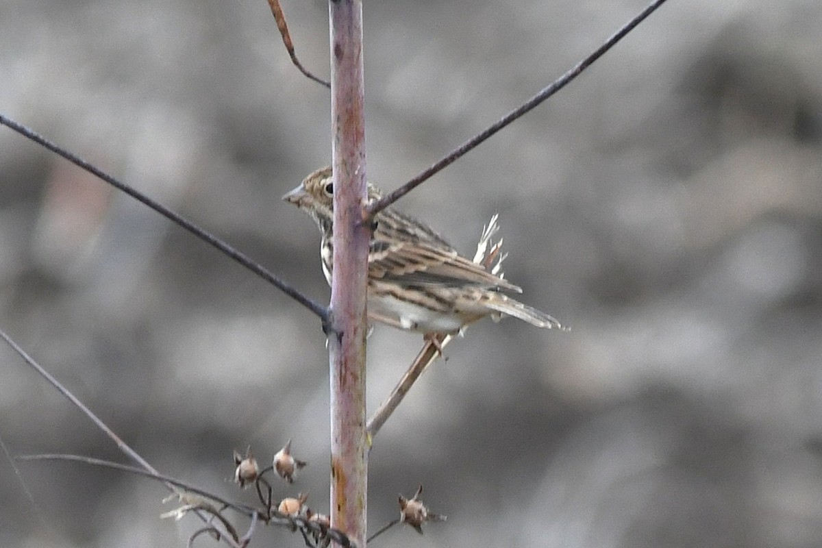 Vesper Sparrow - ML644826538