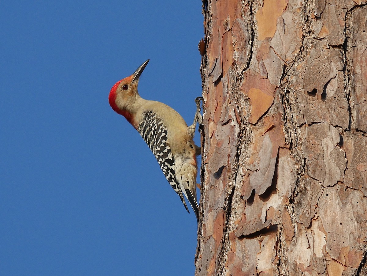 Carolinaspecht - ML644826542