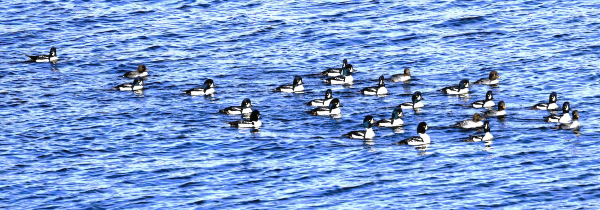 Murgilari islandiarra - ML644826543