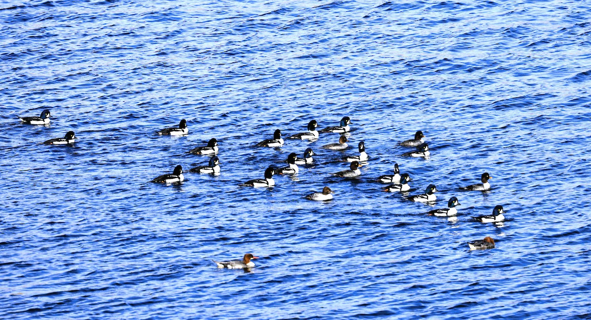 Murgilari islandiarra - ML644826544