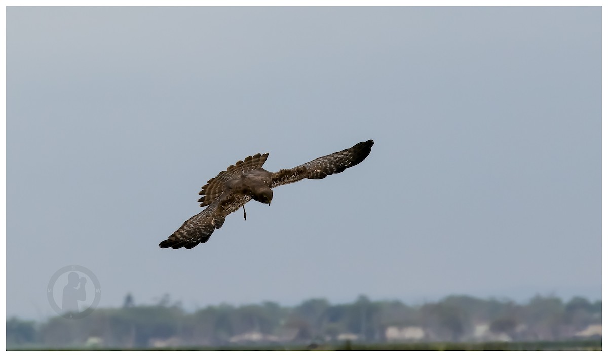 African Marsh Harrier - ML644826545