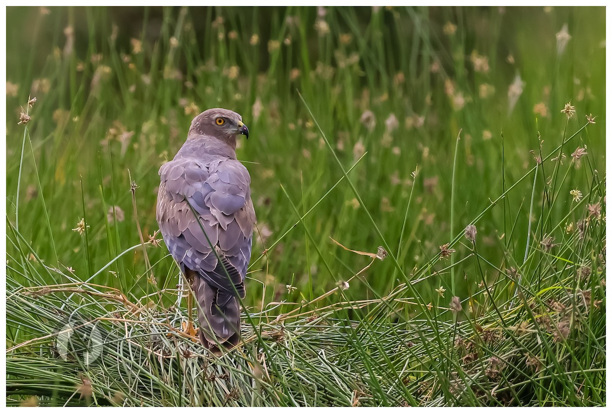 African Marsh Harrier - ML644826546