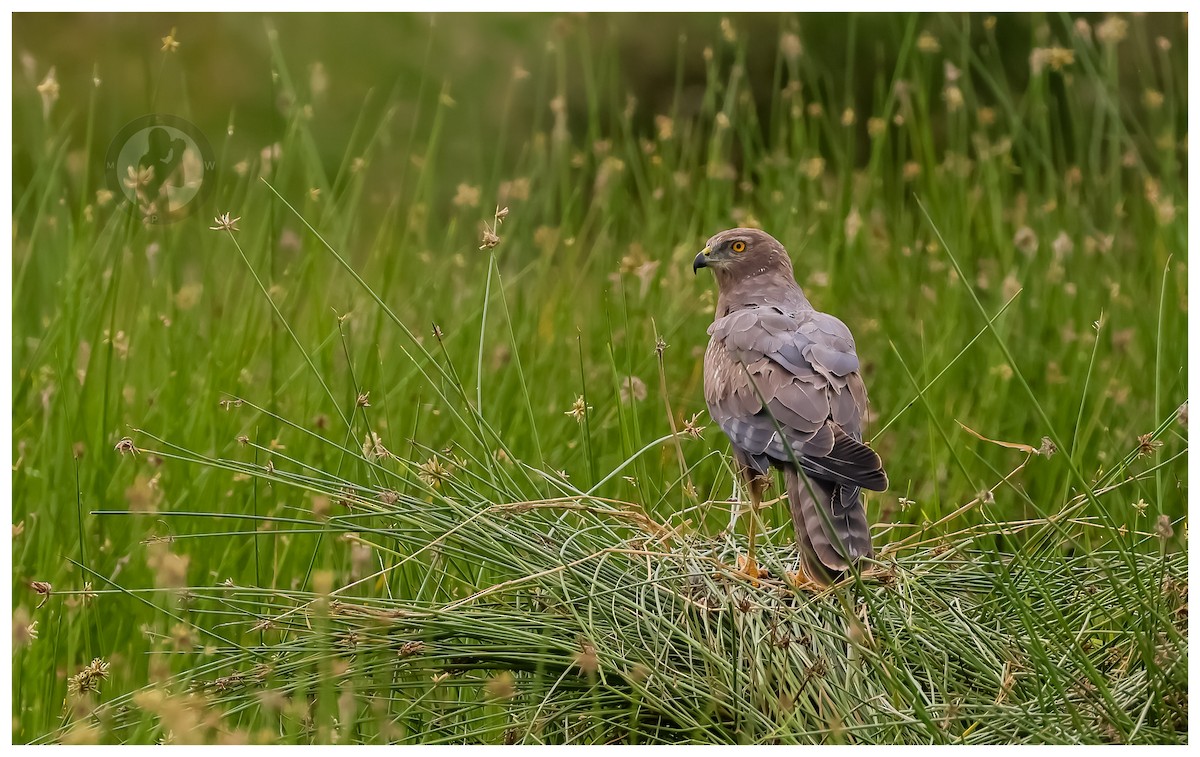 African Marsh Harrier - ML644826547