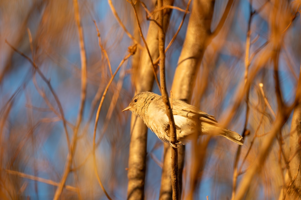 Gray Honeyeater - ML644826553