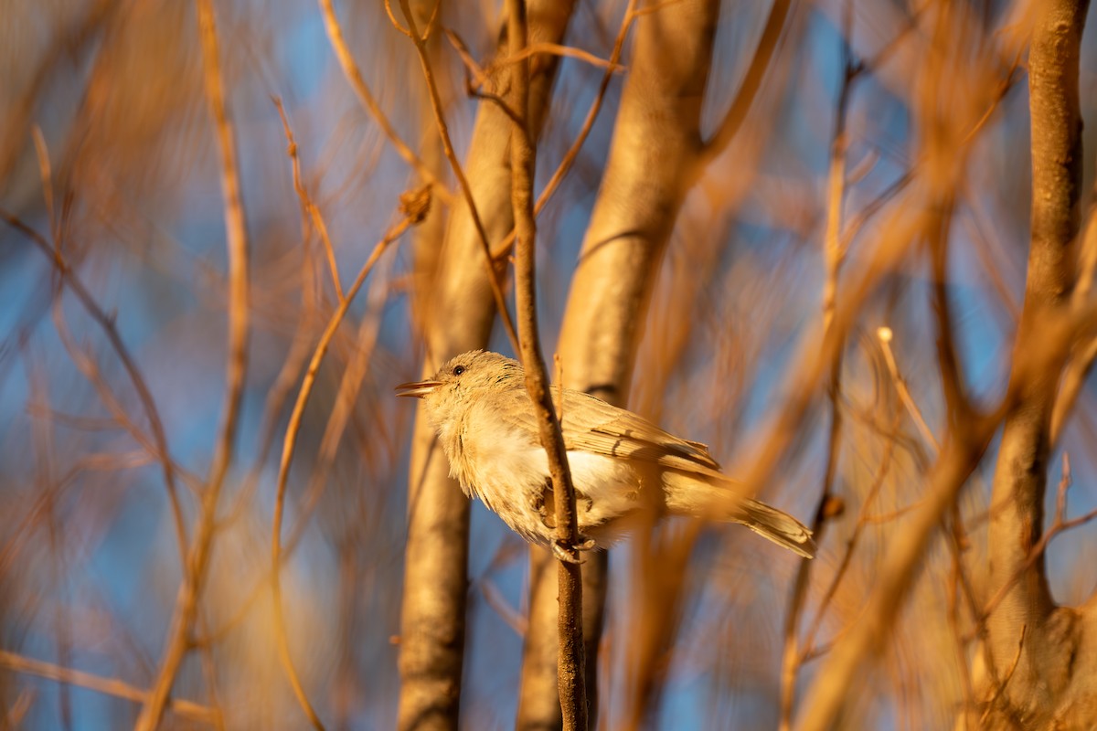 Gray Honeyeater - ML644826554