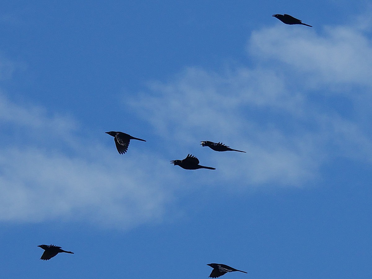 Common Grackle - ML644826556