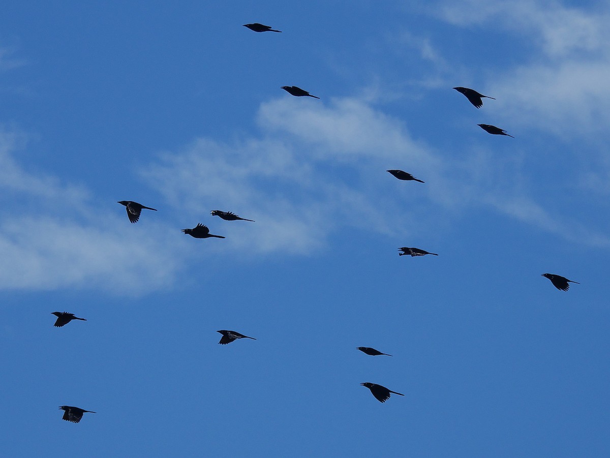 Common Grackle - ML644826557