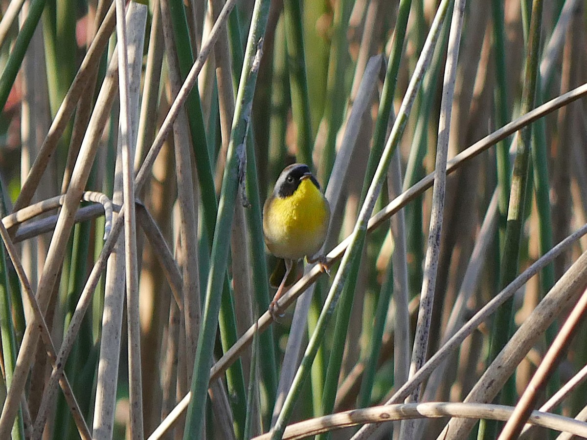 Северная желтогрудка - ML644826564