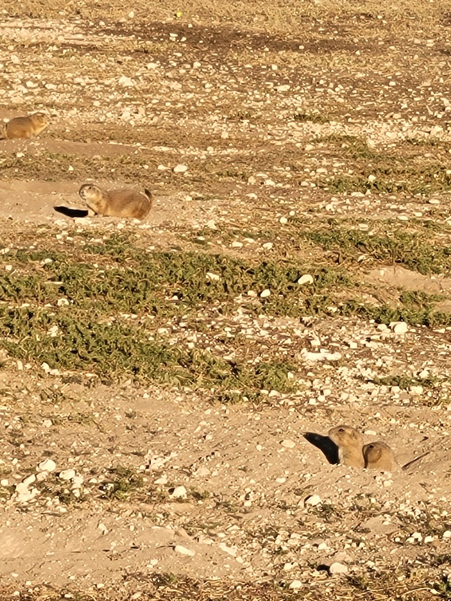 Animals - ML644826565