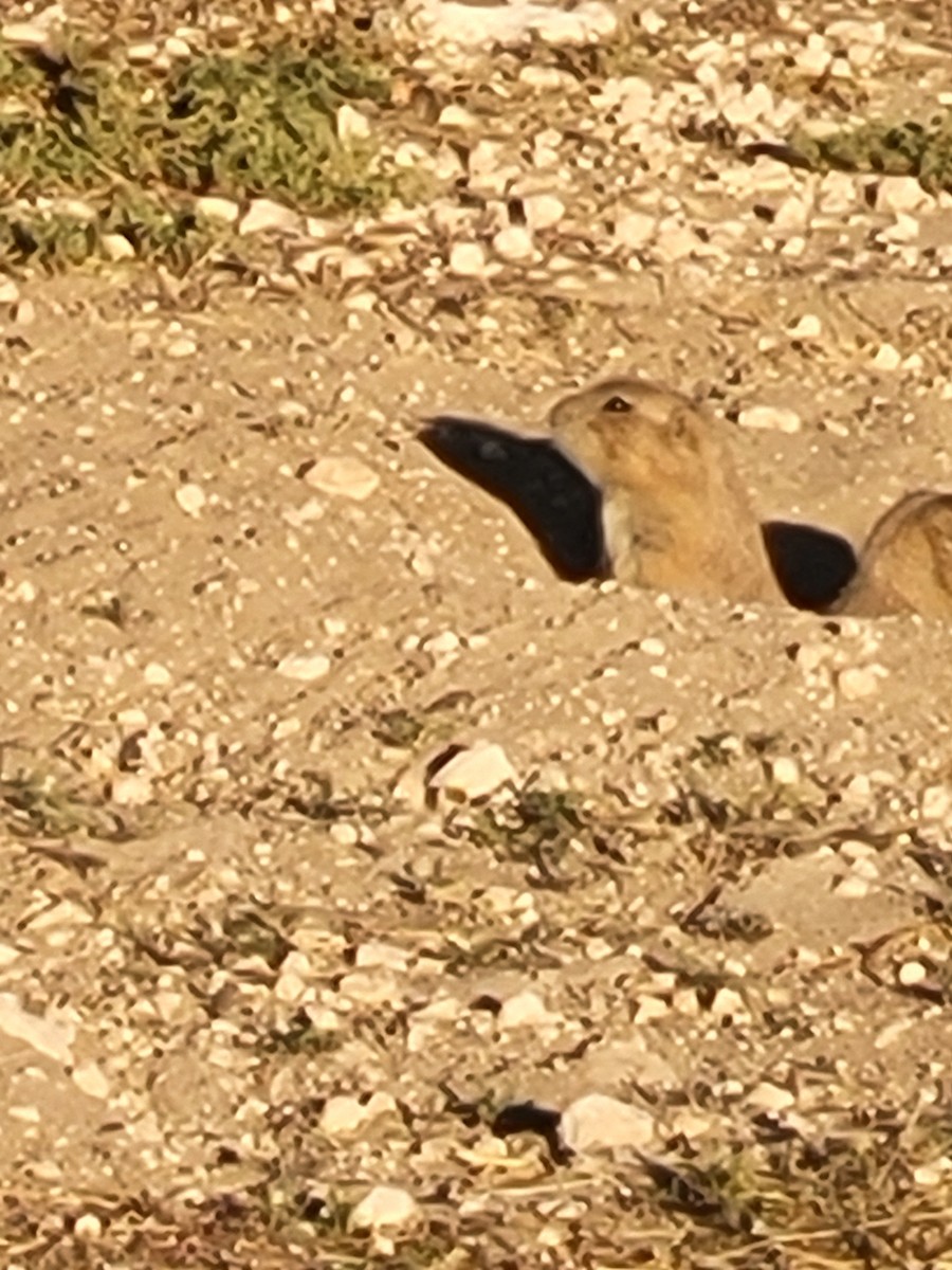 Animals - ML644826566