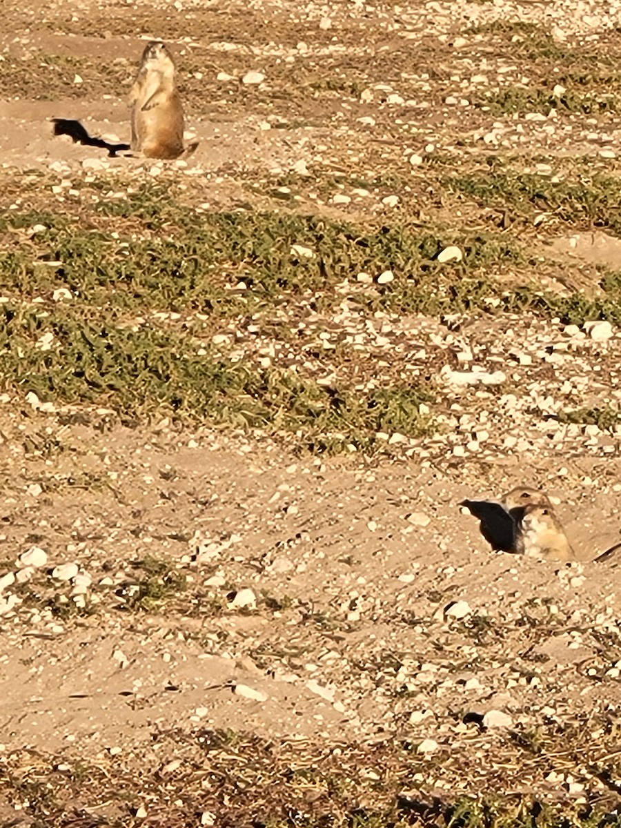 Animals - ML644826567