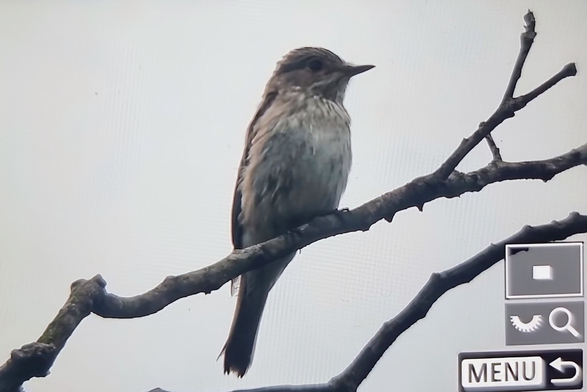 Spotted Flycatcher - ML644826574