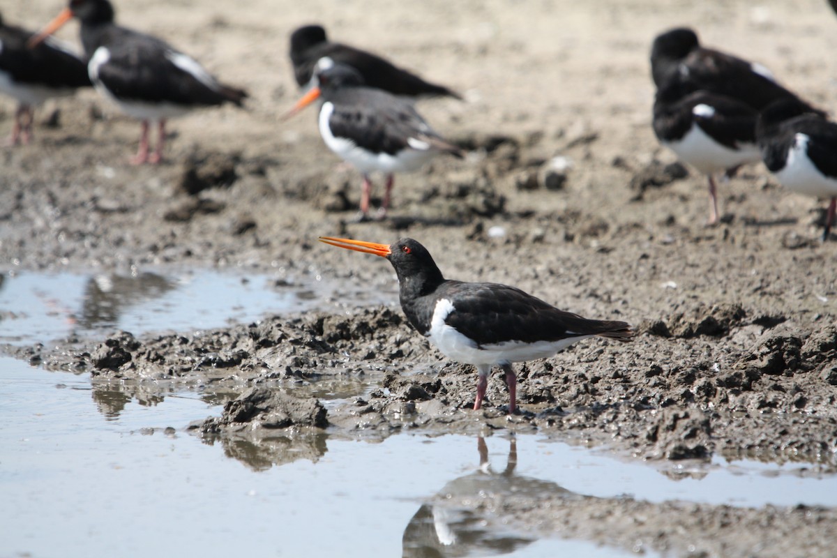 South Island Oystercatcher - ML644826576