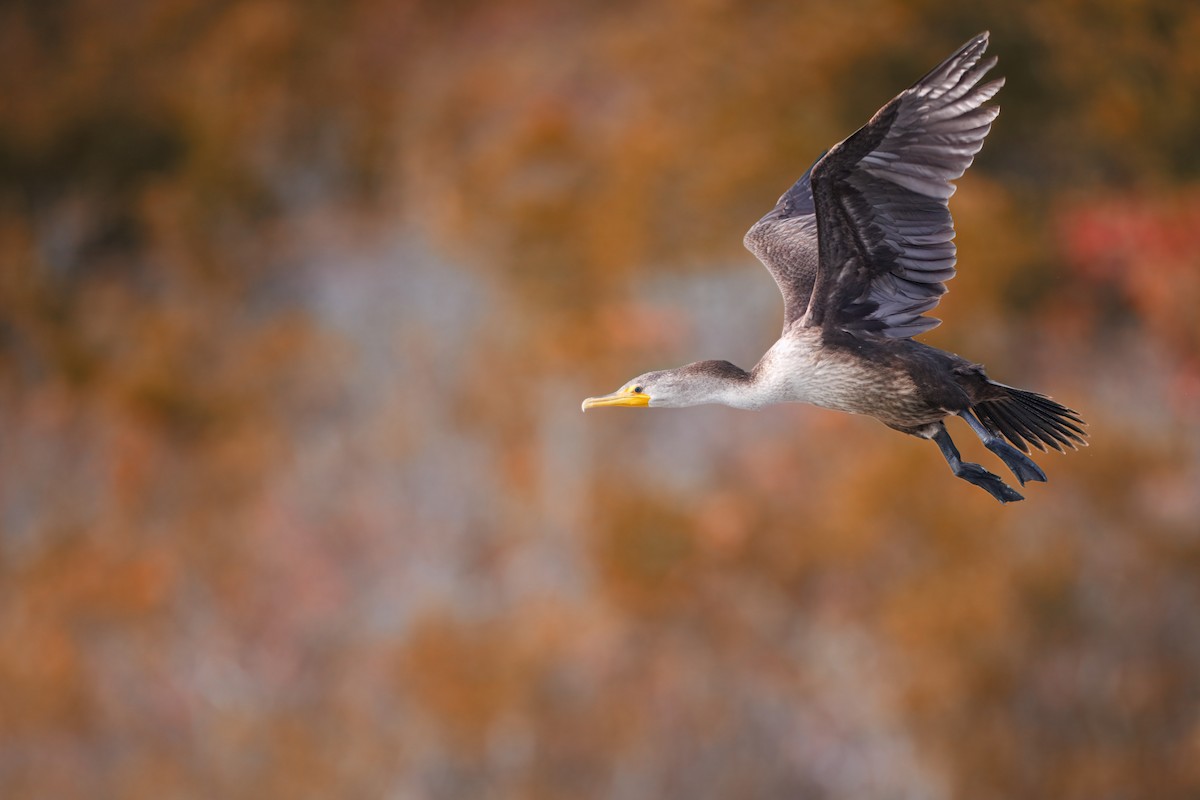 Double-crested Cormorant - ML644826601