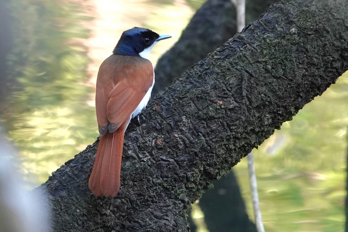 Міагра блискучопера - ML644826602