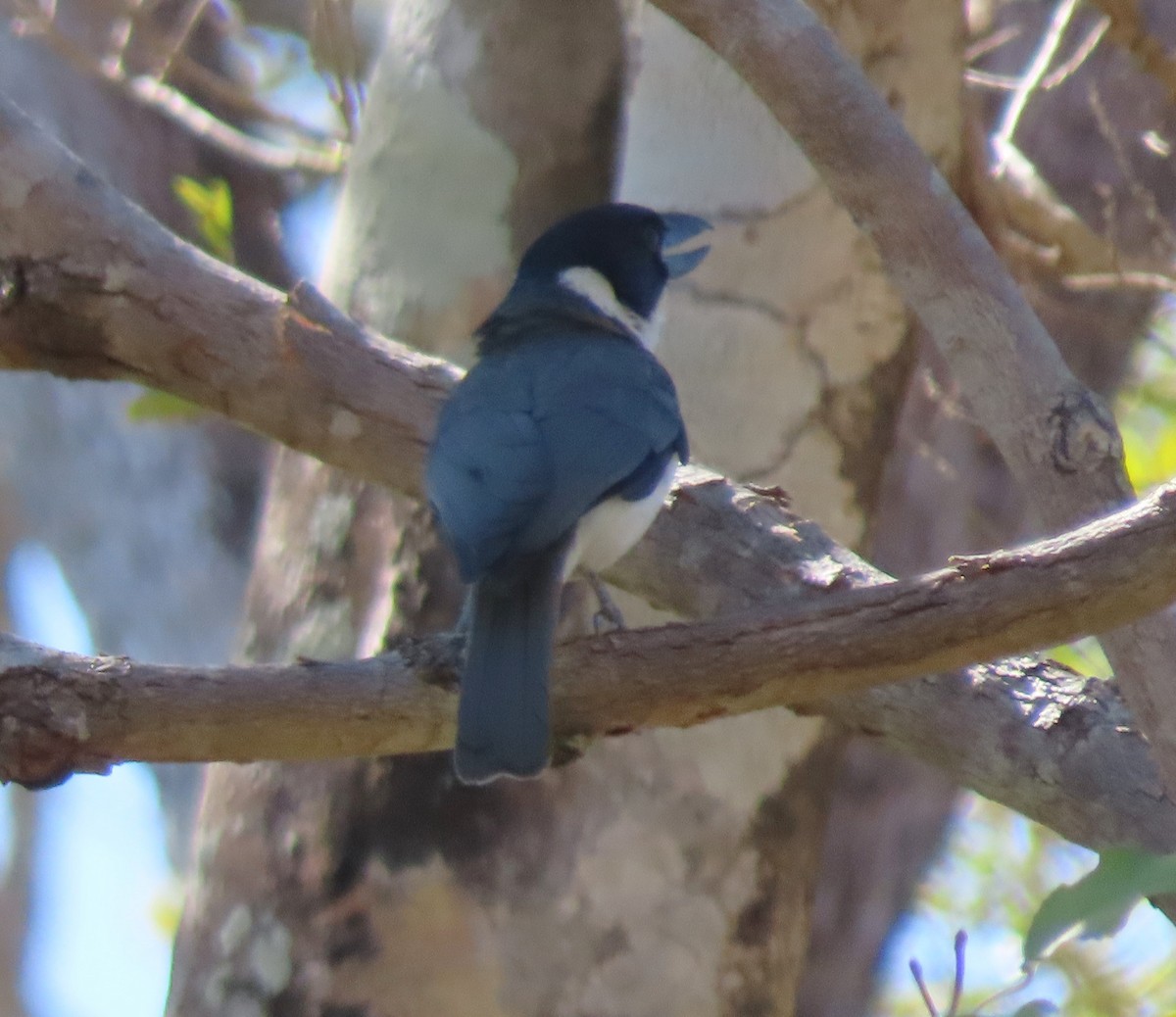 Ванга-вузькодзьоб білогорла - ML644826603