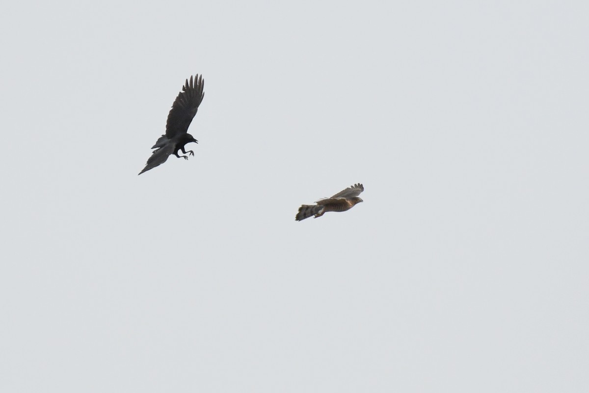 Яструб чорноголовий - ML644826608