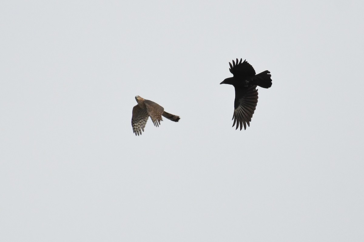 Яструб чорноголовий - ML644826610