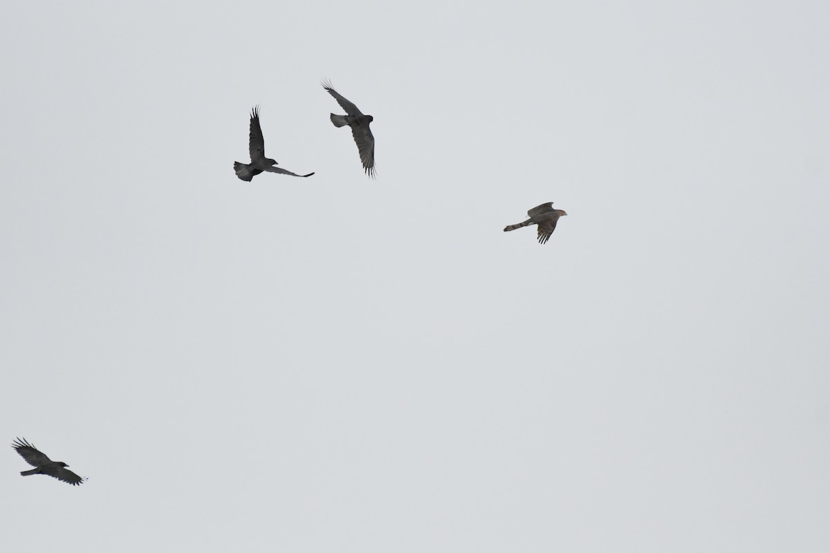 Яструб чорноголовий - ML644826611