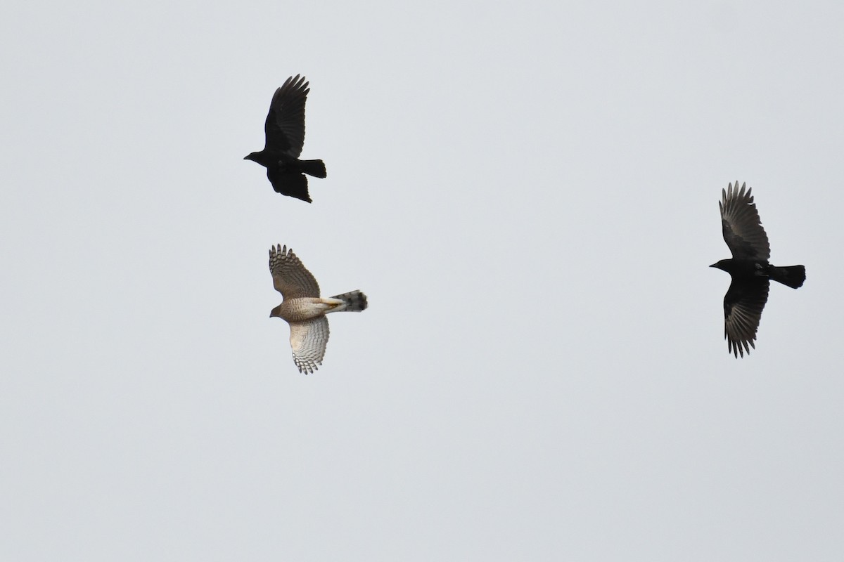 Яструб чорноголовий - ML644826612