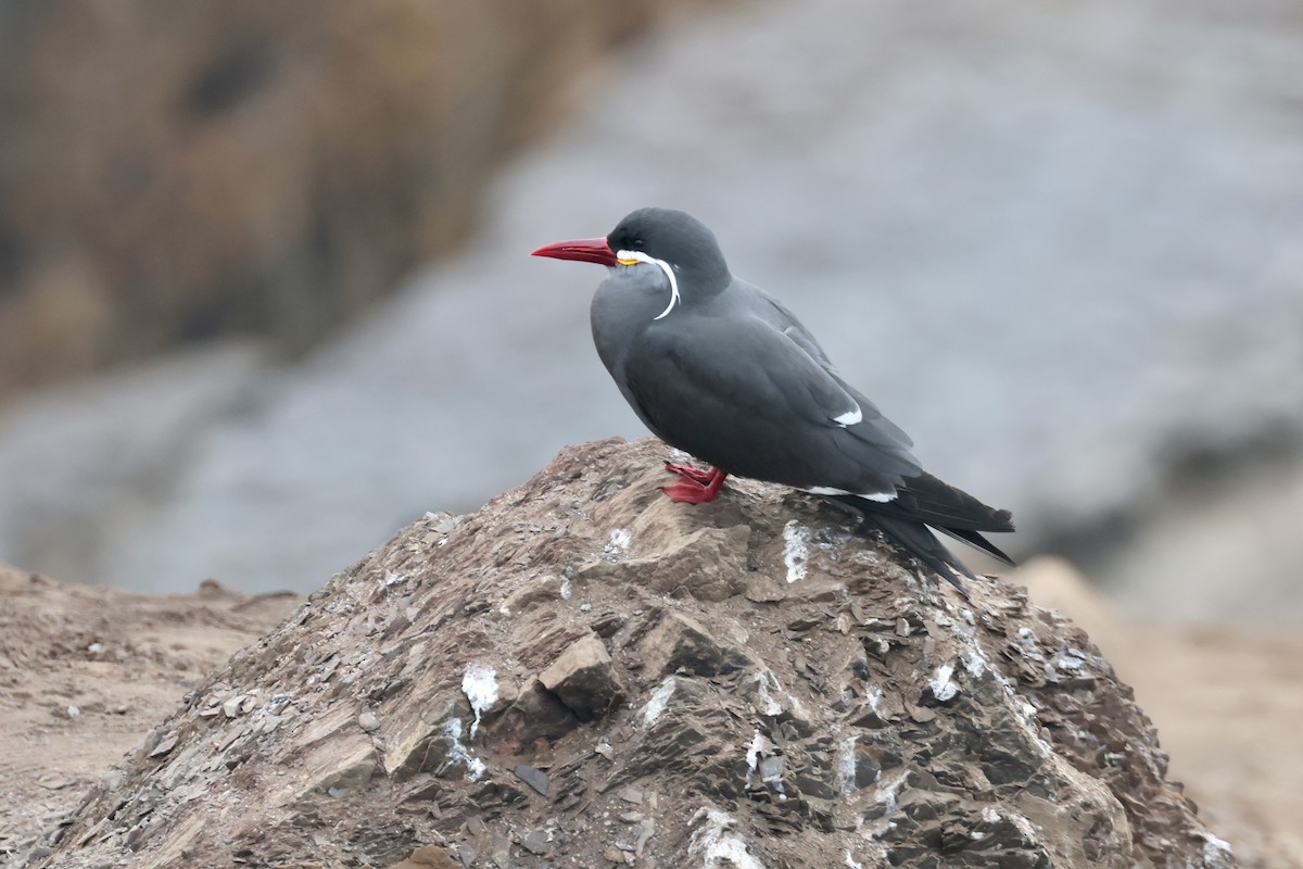 Крячок-інка - ML644826615