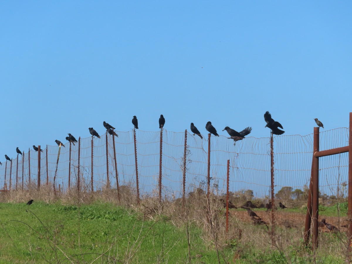 Ворона американська - ML644826616