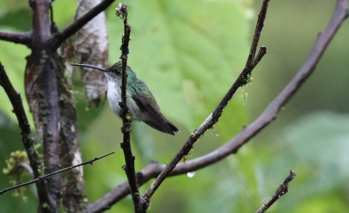 Агиртрія андська - ML644826617