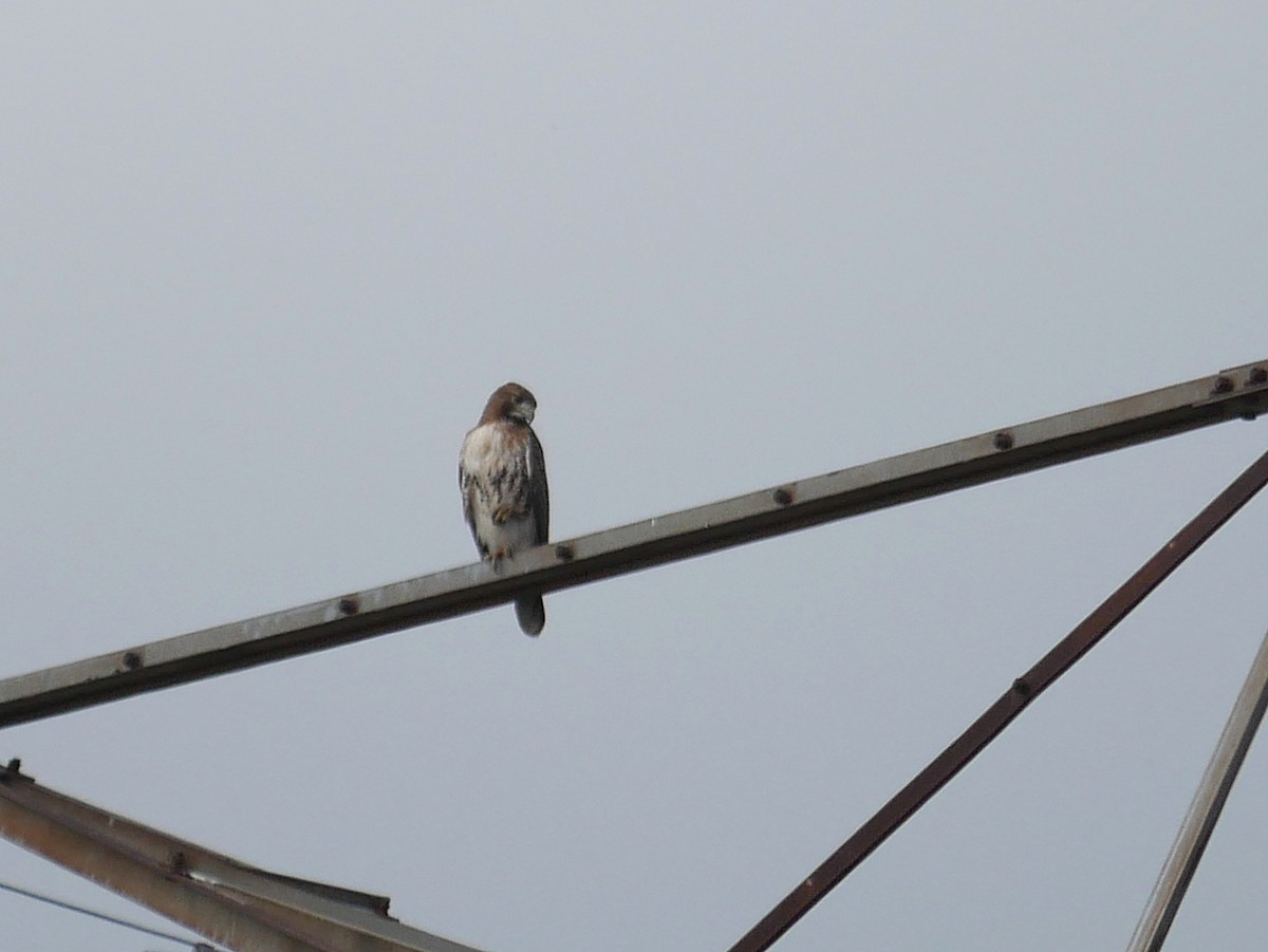 Канюк неоарктичний - ML644826618