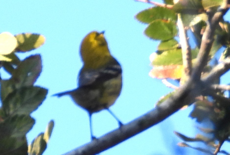 Пісняр-лісовик чорногорлий - ML644826619