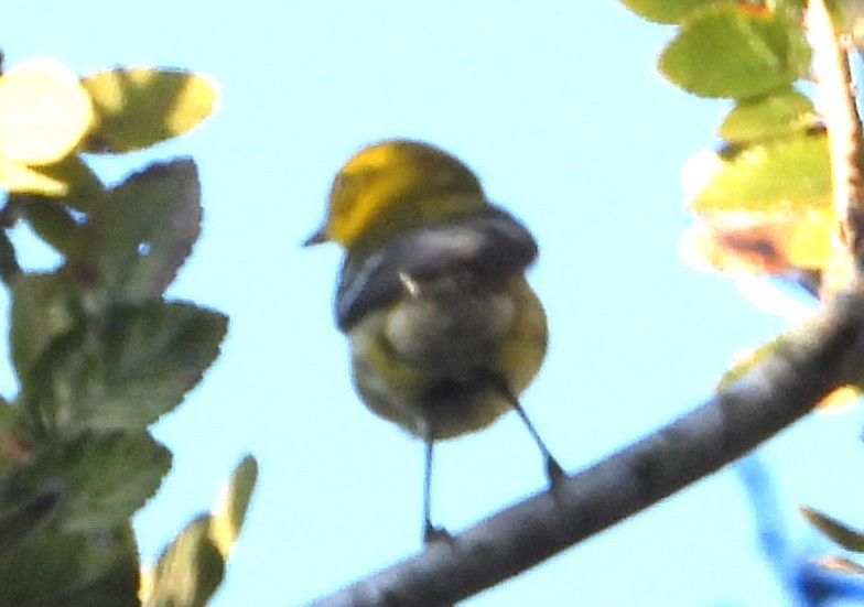 Пісняр-лісовик чорногорлий - ML644826620