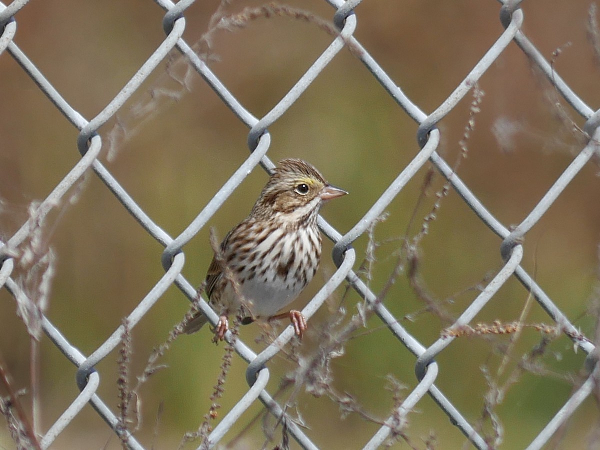 Пасовник савановий - ML644826621