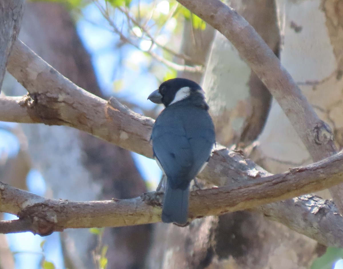 Ванга-вузькодзьоб білогорла - ML644826622