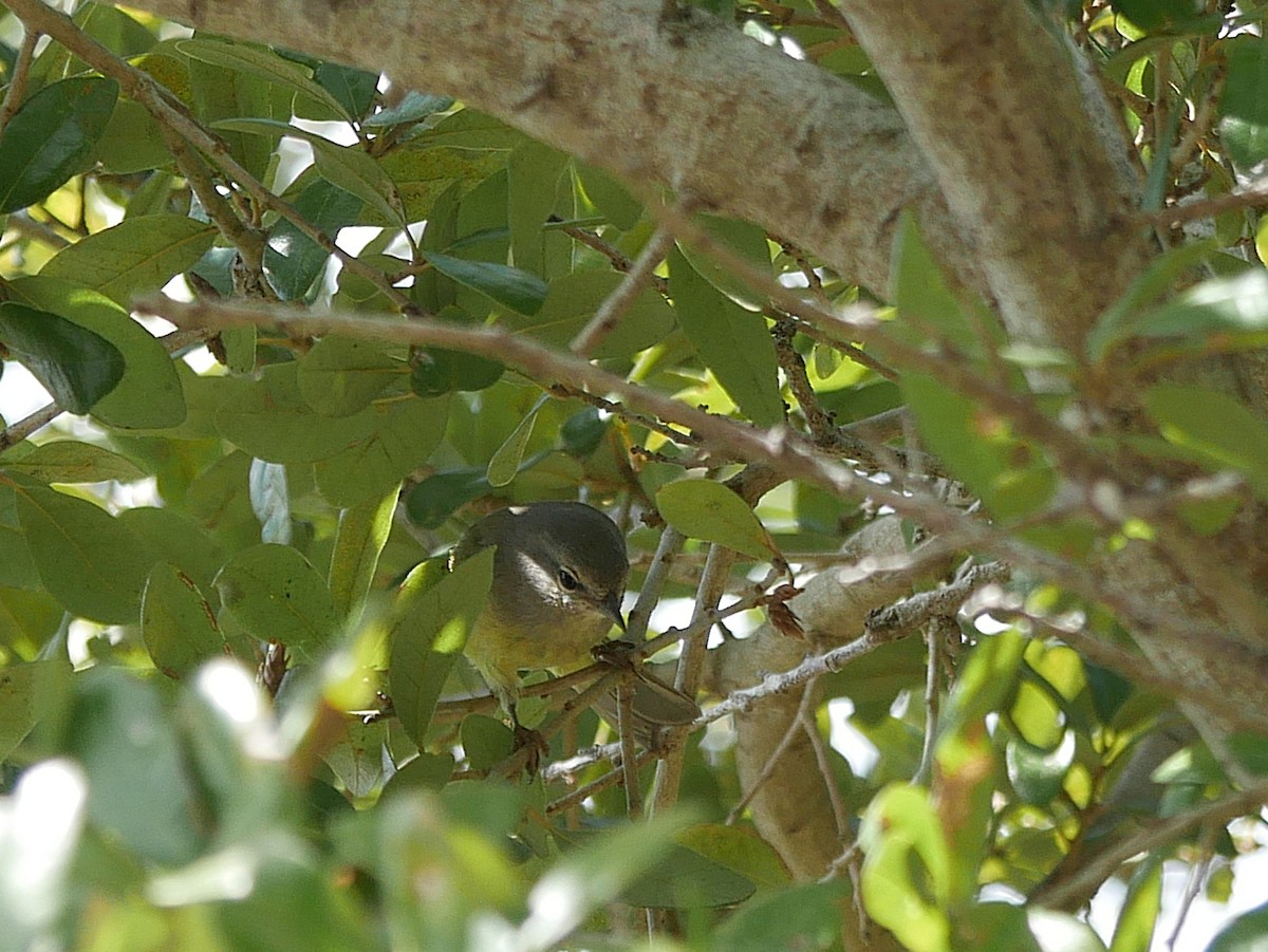 Червоїд оливковий - ML644826624