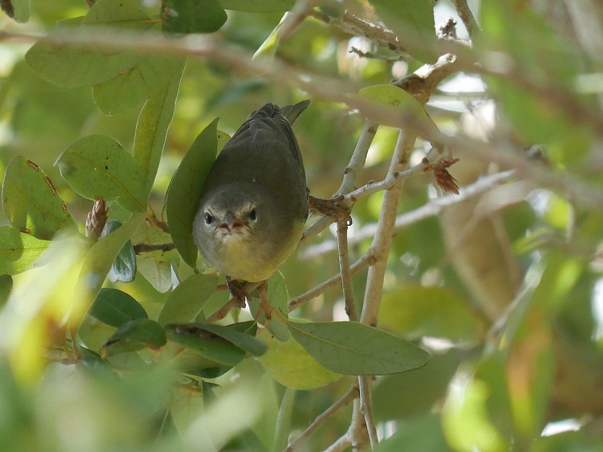 Червоїд оливковий - ML644826625
