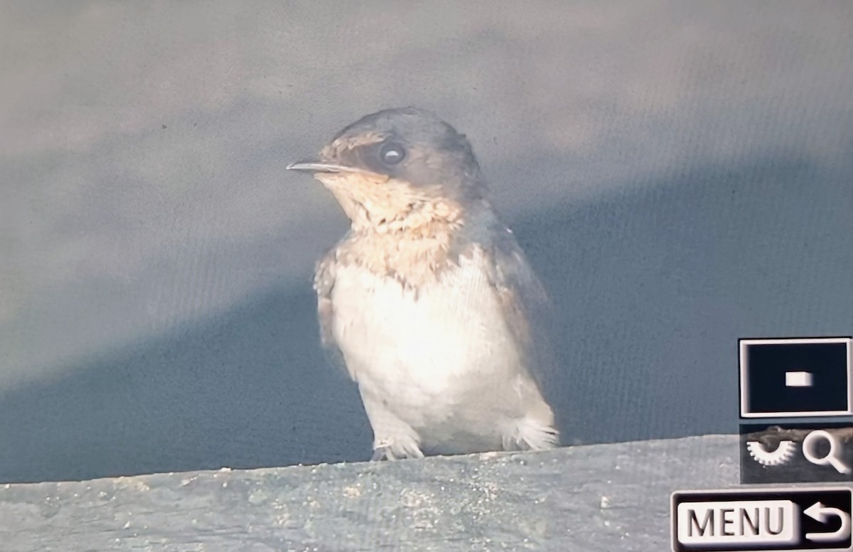 Ластівка ефіопська - ML644826627