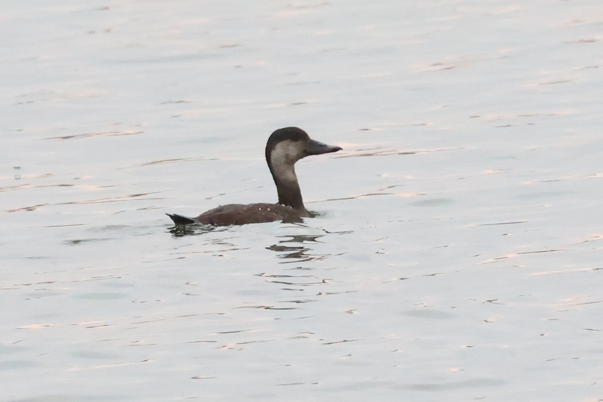 turpan žlutozobý - ML644826629