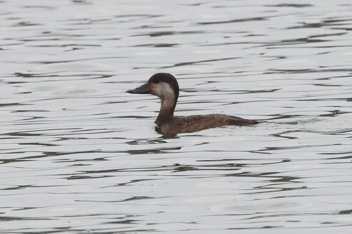 turpan žlutozobý - ML644826630