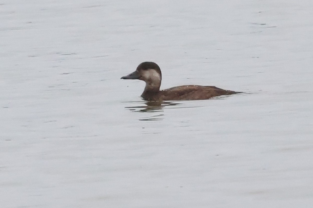 turpan žlutozobý - ML644826632