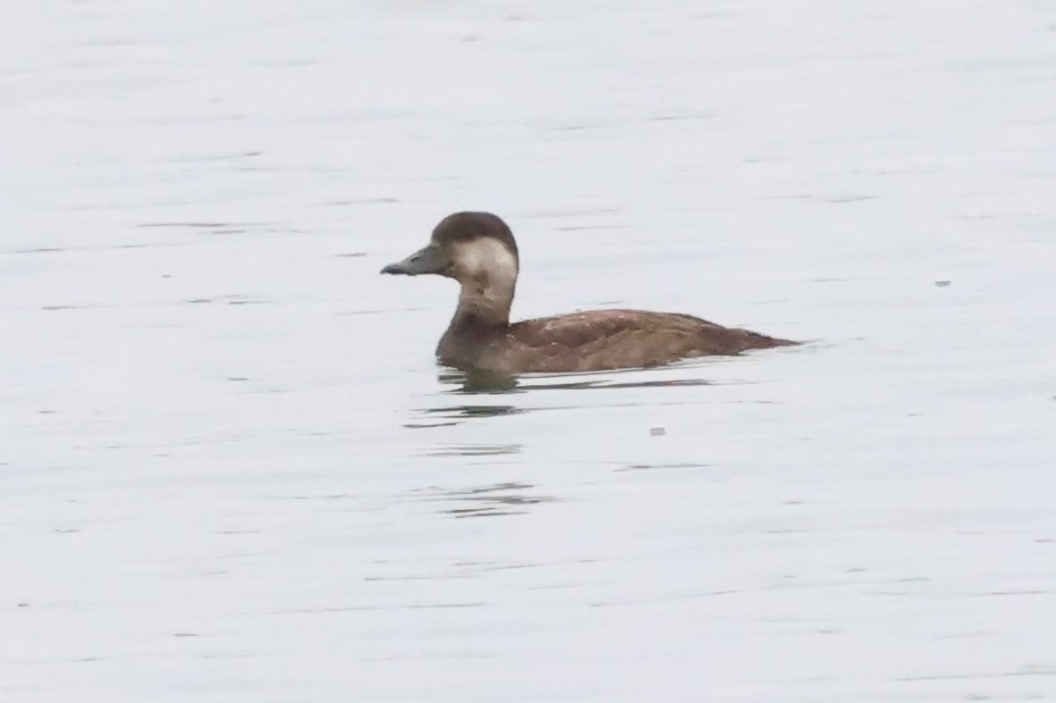 turpan žlutozobý - ML644826633