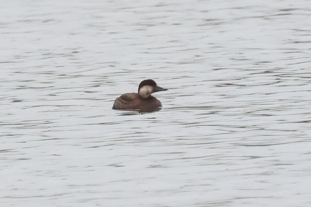 turpan žlutozobý - ML644826634