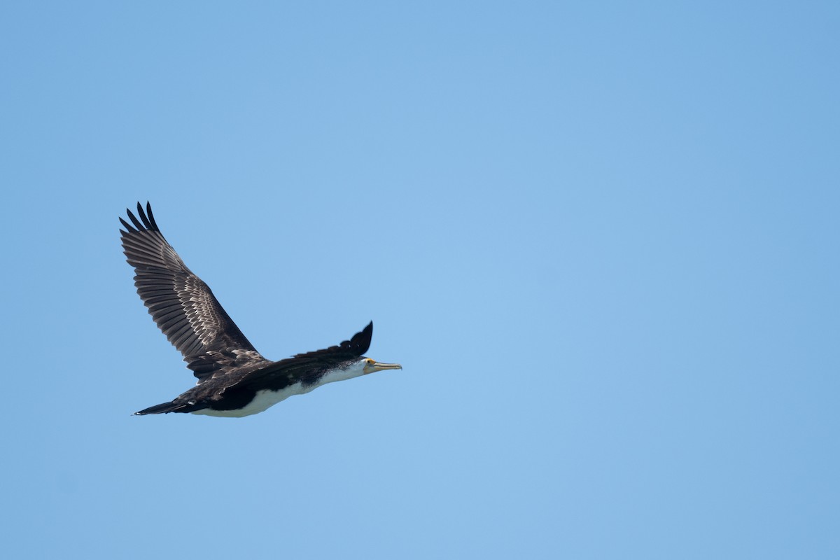 Баклан австралійський - ML644826638