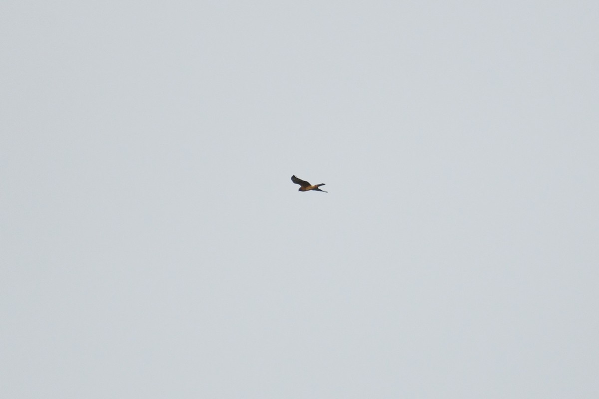 Лунь американський - ML644826643